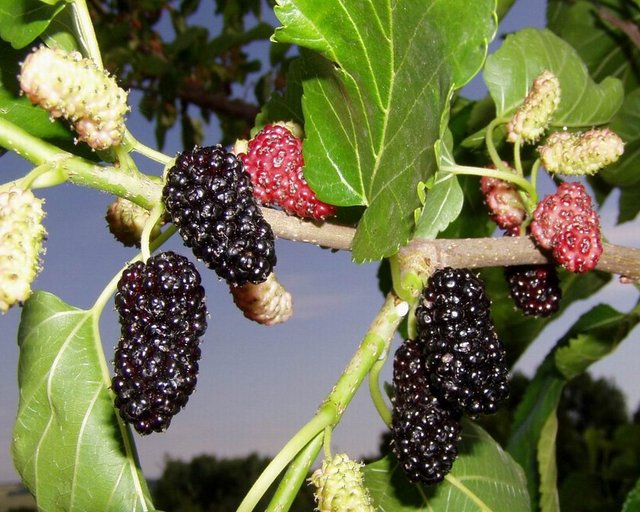 Havalardaki ani soğuma ile birlikte soğuk algınlığına bağlı enfeksiyonların sayısı artmaktadır, Uzmanlar böyle havalarda vücudunuzun sıcaklık dengesini korumak için pekmez tüketmenizi tavsiye ediyorlar.