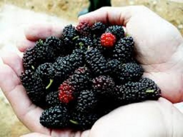 Pekmezle birlikte olduğu zaman çok faydalı bir yiyecek." diyor.
