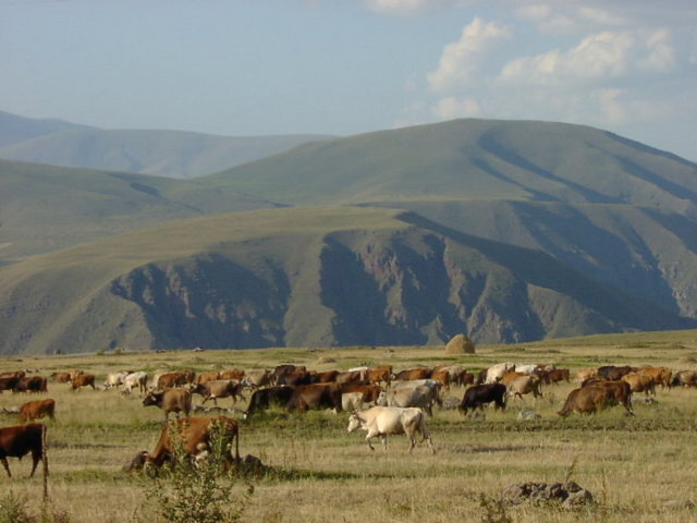 HZ. YAKUB (AS): Çobandı.