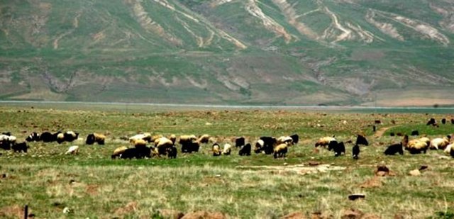 HZ. MUSA (AS): Çobanlık yapmış ve Hz Şuayb (as)'a hizmetçilik etmiştir. Bir büyüğe hizmet etmekte peygamber mesleklerinden biridir.