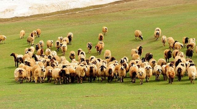 HZ. MUHAMMED (SAV): Küçük yaşlarda çobanlık yapmış, daha sonra ticaretle uğraşmış ve cihadla meşgul olmuştur. -