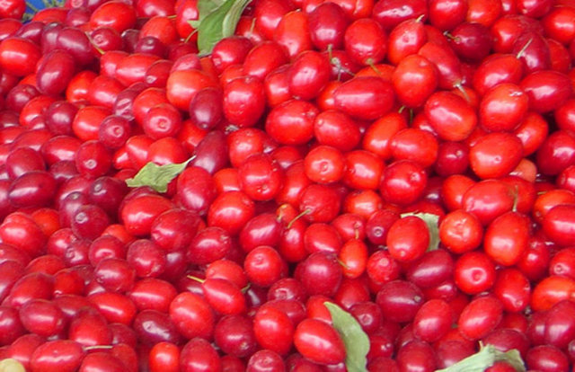 Ağız yaralarını giderir. Mikrop öldürücüdür.