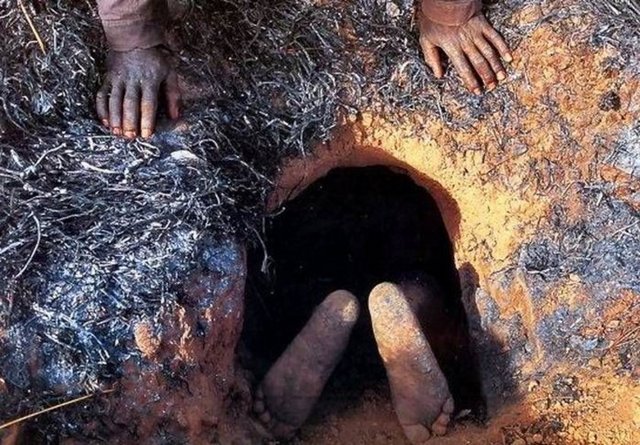 Bu deliklerin birisinde bulunan dev pitonu avlamak için harekete geçen avcılar, önce koluna özel bir bitki sürüyor.Daha sonra bu bitkinin hayvan derisi ile kapatıp kolunu ve bütün vücudunu delikten içeriye sokuyor.