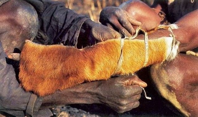 Afrikalı yerliler bu pitonların her hareketini ezberlemişler. Yoldaki deliklerin büyüklüklerine göre pitonun boyunu bile tahmin edebiliyorlar.