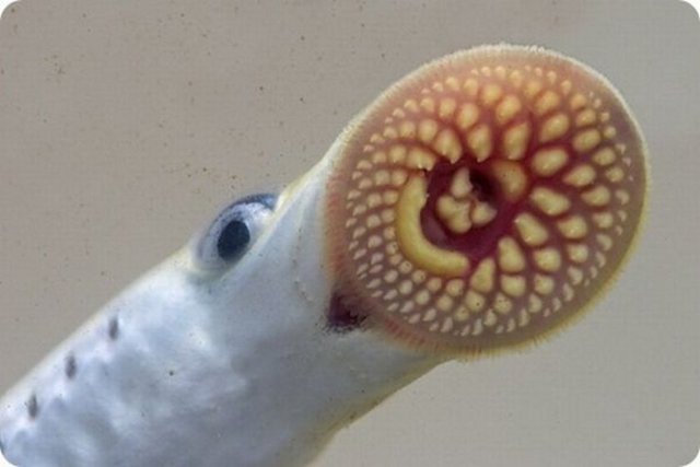 Kuzey Atlantik'te de yaşadığı bilinen bofa - balıkları, farklı görünümleriyle yılan balığına da benzetilir.