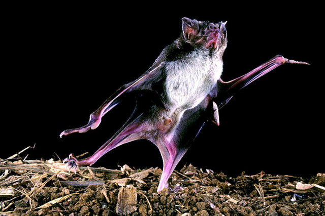 Vampir yarasa - Dünyadaki 1000'i aşkın türden yalnızca 3 tanesi vampir yarasadır ve bunlar - Güney Amerika ve yakın çevresinde yaşar.