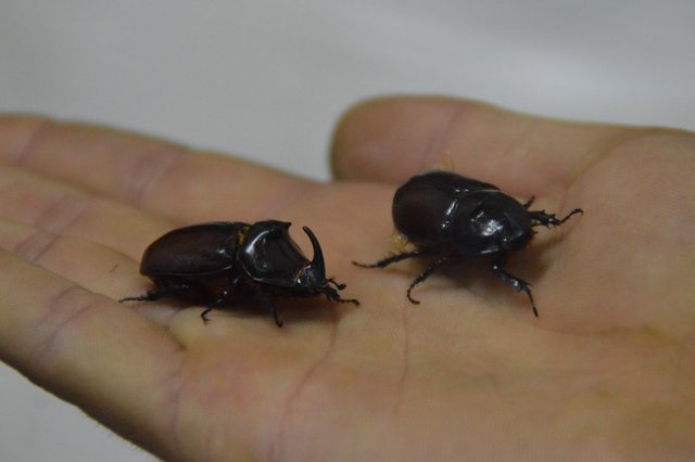 Böceği parka götürüp - gezdireni de var, dışarı atıp - haberleri okuduktan sonra - yetkilileri arayanı da.