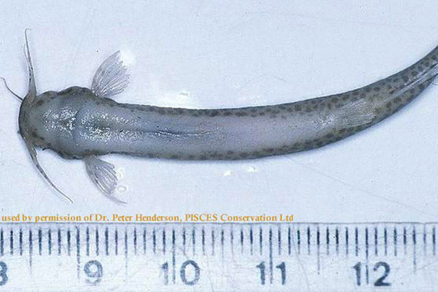 Bu hayvanlar kanınızı donduracak  - Candiru - Diğer balıkların solungaçları arasına yüzerek onların kanlarıyla beslenir. Hayvan ve insanların da boşaltım sistemine kaçarak kan ile beslenmesi ile ünlüdür. Bu nedenle bu balığa vampir balık - da denir.