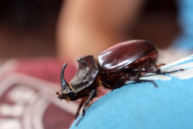 Bu kez de Erzurum'da bulunduSon günlerde türüne Türkiye'de çok rastlanan gergedan böceğini bulan Hasan Köseoğlu, bilimsel olarak böceği incelemek isteyen uzmanlara seslendi. (İHA)