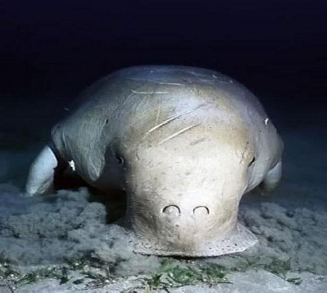 Dugong - Deniz ineği -