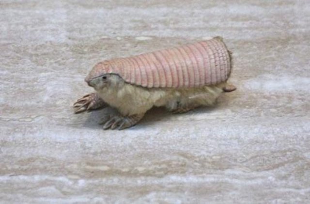 Pembe peri armadillo