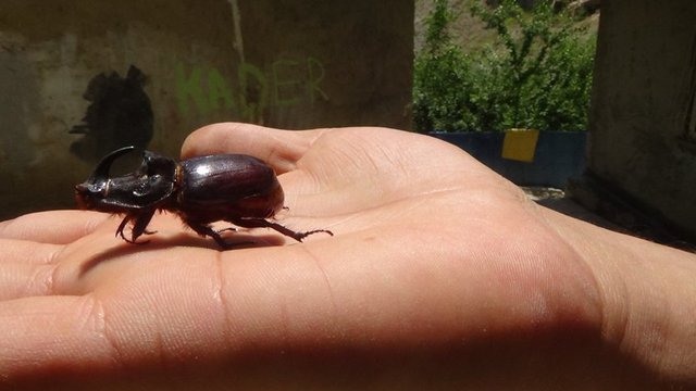 Bulanlar mutlu. - Kimi köpek gezdirir gibi - bahçede gezdirmeye - başladı, kimi de - çocuğu gibi beslemeye...