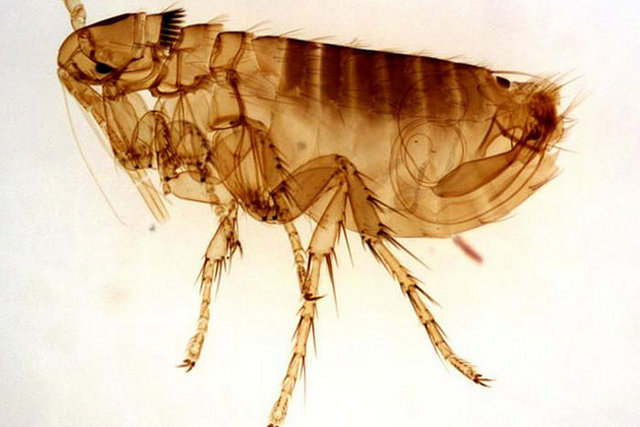 Pire - Kanatsız böcekler olan pireler insan ve kuşlar dahil tüm memeli - hayvanların kanlarıyla beslenir. Genellikle ısırıklarından kaynaklanan - tahrişlerle bilinir ve tüm dünyada rahatsız edici olarak görülürler.