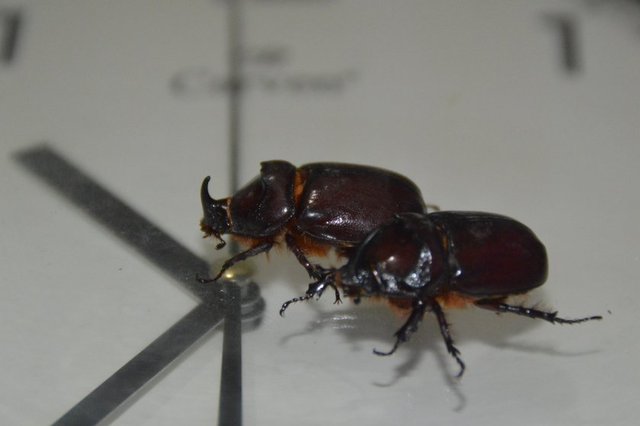 Kurthan DEMİR- Tacettin DURMUŞ- HABERTÜRK