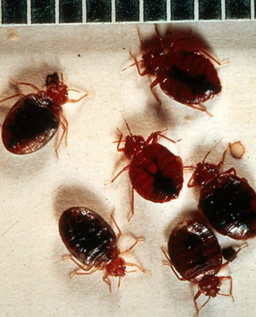 Tahtakurusu - Tahtakuruları sıcak kanlı hayvanların kanlarıyla beslenen asalak - canlılardır ve genelde kendilerini fark ettirmeden yataklarda veya evlerde - yuvalanırlar.