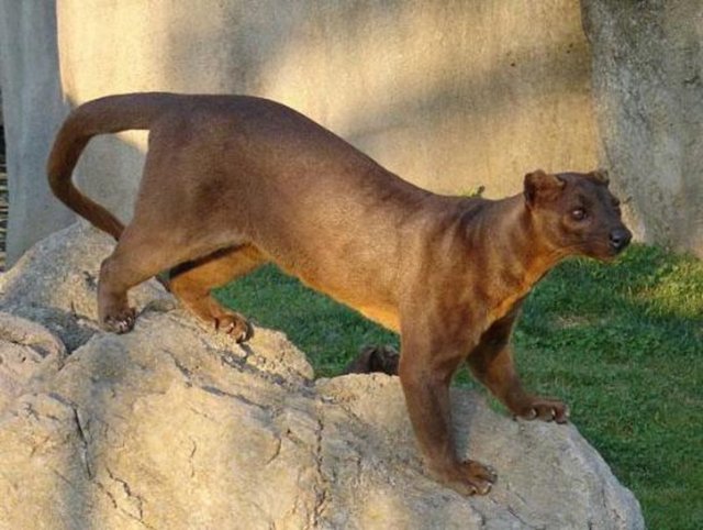 Fossa  -