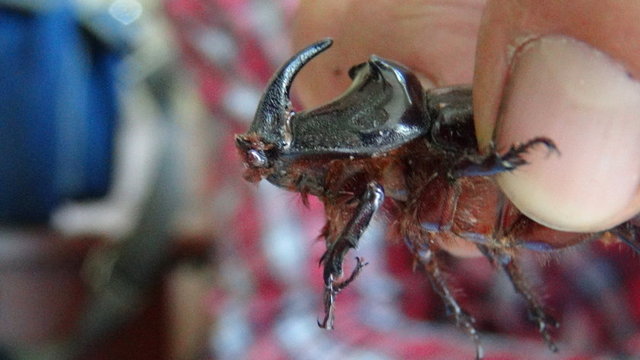 LATINCE ADI - Oryctes nasicornis -