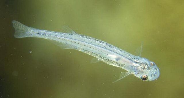 1997'de kayıtlara geçen bir olayda, - Amazon nehrinde yüzen bir adamın idrar yoluna kadar ulaşan balık, burada - adamın kanıyla beslenip yaşamaya çalışmış ancak sonunda ölmüştür.