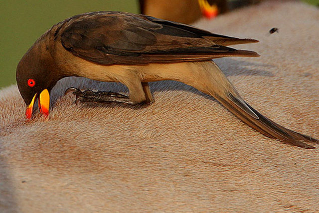 Oxpecker kuşu - Afrika'daki Sahra çölünün güney kısımlarında görülen bu kuşlar kene ve diğer parazitlerle ayrıca yaralardaki kanla beslenir. Bazen bir zebranın sırtında, bazen bir zürafanın boynunda ortaya çıkan çıkar ve temizlikçi kuş olarak bilinir.