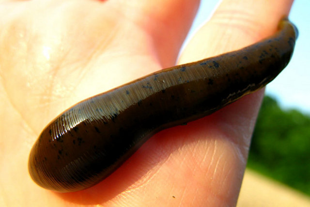 Sülük - Sülükler ev sahiplerine yapışır ve tamamen doyana kadar orada kalırlar.