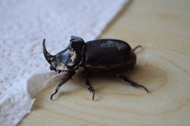 ÖZELLIKLERI Vücut - oranlarına göre dünyanın en - güçlü hayvanı olarak biliniyor. - Sadece erkeği boynuzlu.