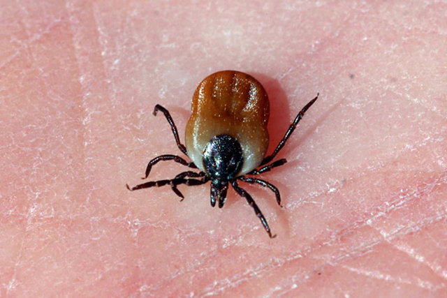 Bazıları uzun otlar üzerinde tutunabilecekleri bir canlı geçene kadar - bekler, bazılarıysa ava çıkar. Derinin içine girebilmek için dişlerini, - tırnaklarını ve besleme borularını kullanırlar.