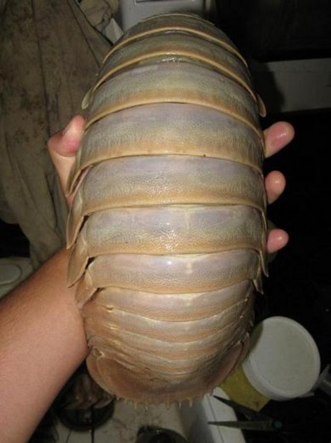 Dev balık kenesi  -