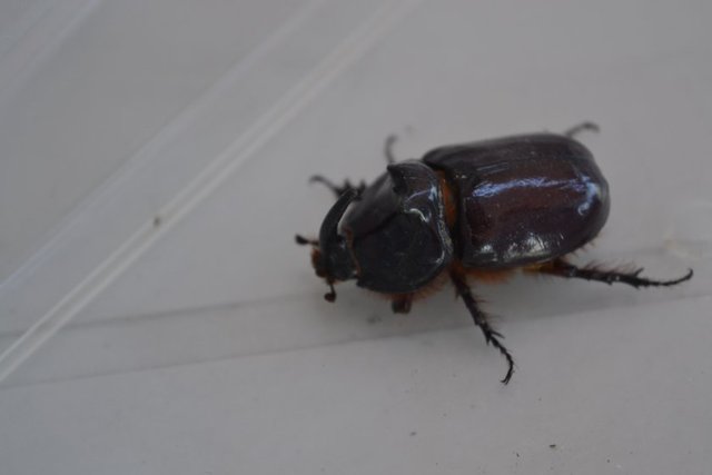 Dünyanın en güçlü böcekleri arasında - sayılan gergedan böceği (oryctes nasicornis)yakalayarak zengin olmak - isteyenlerin sayısı gün geçtikçe - artıyor.