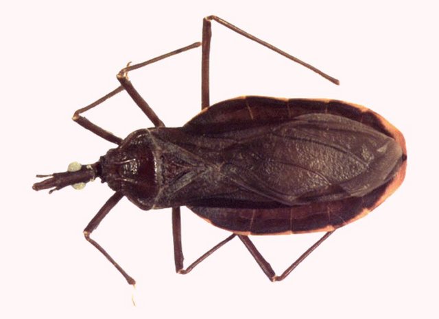 Bu böcekler Amerika'da yaygın olarak görülür ve genellikle bazı evlerin - çatlak ve deliklerinde yaşar. Ayrıca Avustralya, Asya ve Afrika'da da - görülürler. -