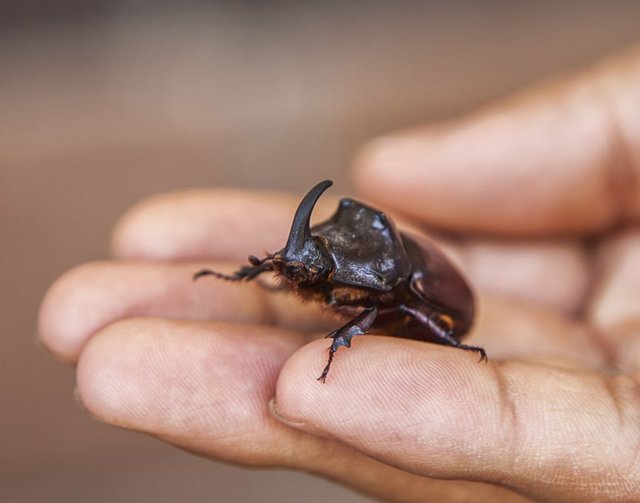 Kendi ağırlığının 30 kat - fazlasını taşıyan böceğin 90 bin - dolardan satıldığını duyanlar - ava çıktı.