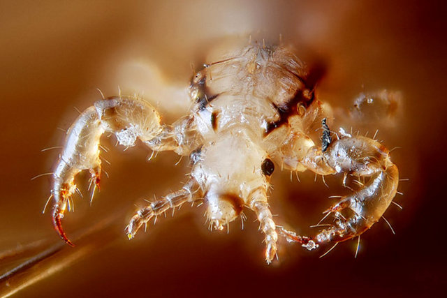 Bit - Dünyada 300'den fazla bit türü vardır ve insan hastalıkları etmenlerinde - 3'e sınıflandırılmıştır.