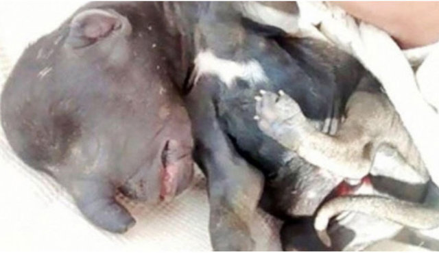 NE OLDUĞU ANLAŞILAMADI -  - Güney Amerika ülkelerinden Arjantin'de bilim dünyasını şaşırtan bir doğum gerçekleşti.