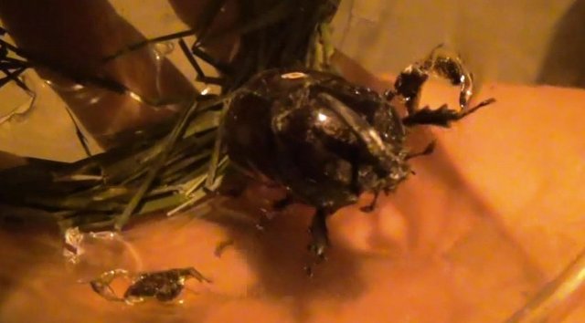 Veterinere - götürdüm. Doğaya bırakın - dediler. Ben de parkın içinde - böceği gezdirmeye başladım. - Karıncaları kovalamaya başladı."