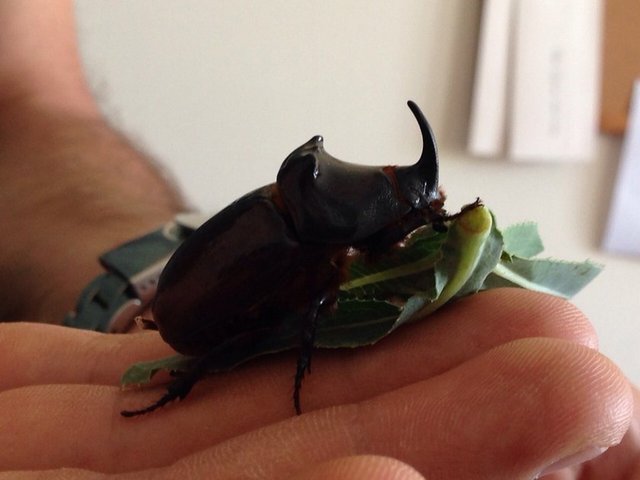 Yurtdışında - 90 bin dolardan alıcısı olduğunu - duyanlar böcek avına - çıkıp çok sayıda farklı böcek - avladı.