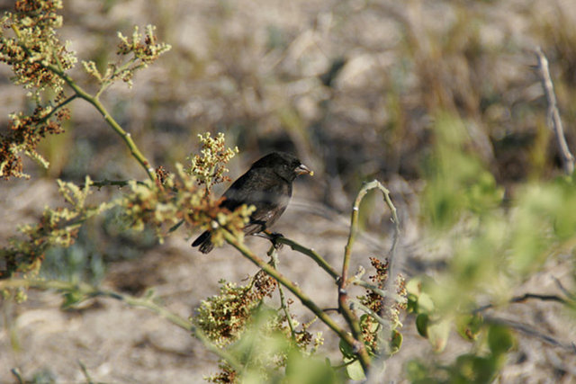 Vampir ispinoz - Bu küçük kuşlar Pasifik Adalarından olan Galapagos Adalarının yerlisidir - ve vampir ispinozlar diğer kuşların kanlarıyla beslenir.