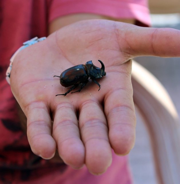 BOYUTLARI 4 cm uzunluğu, - 6 cm genişliği. Baş kısmında - boynuz var. -