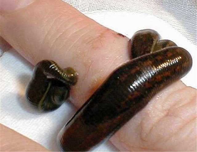 Dünya genelinde yaklaşık 500 çeşit sülük türü bulunmaktadır.