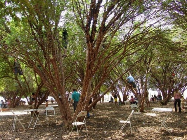 Çilekten biraz daha büyük olan meyveler uzun süre saklanabiliyor.