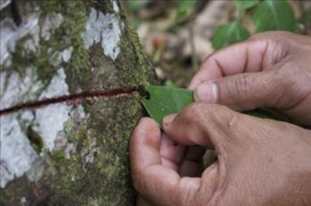 Birkaç yüzyıl önce MS.1403 doktorlar ve şamanlar tarafından reçete ile yazılan popüler bir ilaç olmuş ve artan ticari değeri nedeniyle altın sikkelerle satılmaya başlanmıştır.
