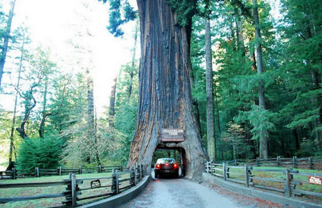 Chandelier Ağacı,Kaliforniya