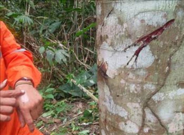 Ejderha Kanı'nın İçerdiği anti-enflamatuar, antiseptik, yara iyileştirici ve hücre yenileyici özellikleri sayesinde birçok cilt problemi için iyi geldiği görülmekte.