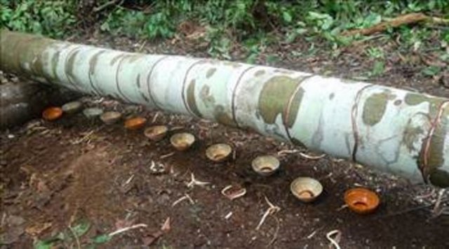 Günümüzde yetkililer artık çok nadir bulunan bu mucizevi Ejder Kanı Ağacını koruma altına almıştır. Ağaçlar özenle korunmakta.