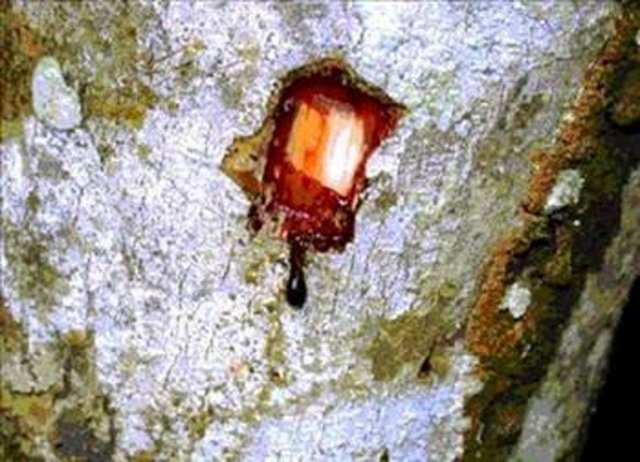 ARTIK KORUMA ALTINDABu benzersiz reçineye olan yoğun talep nedeniyle, maalesef hiçbir gelecek planlaması yapılmadan birçok ağacın katledilmesine neden olmuştur.