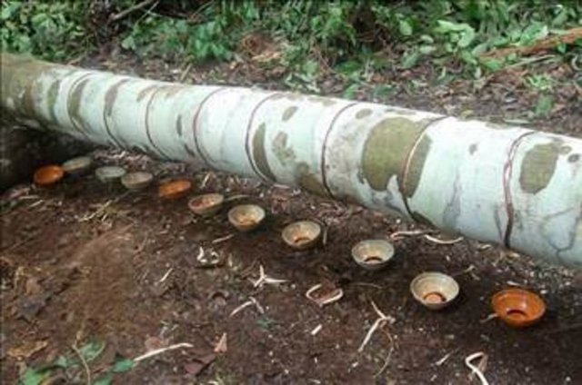 Son yıllarda yapılan bilimsel araştırmalarda, kırmızı rengi veren özsu içinde, insan ve hayvanların kanında bulunan hem'in (hemoglobulin içindeki demir) bulunduğu gösterilmiştir.