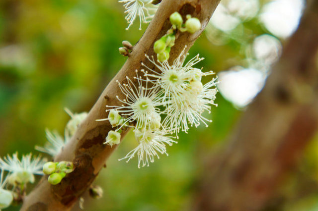 Bu meyveye sahip olmak istiyorsanız biraz sabıra ihtiyacınız olacak. Jabuticaba ağacı 100 yılda olgunluğuna ulaşıyor. -