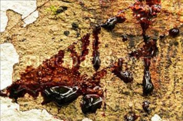 DOĞUM İÇİN KAN KESİCİ - Öz sıvıdan elde edilen rezin, yaralarda, kanama durdurulmasında, doğum sonu kanamalarda kullanılmıştır. Bugün vernik ve tahta boyası için kullanılmaktadır.