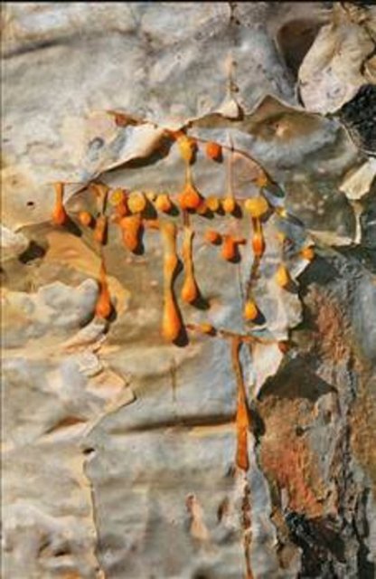 Bir çok klinik ve bilimsel araştırmalar Ejderha Kanı reçinesinin cilt problemlerinde etkili olduğunu göstermekte.