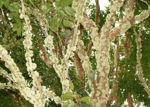 Meyve mor renge dönüştüğü zaman olgunlaştığı anlaşılmaktadır.