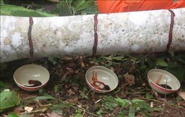 Hidrokolorid ve Alkaloid Taspi maddesi, yara iyleştirici, anti-enflamatuar ve anti-bakteriyel özelliklere sahiptir.