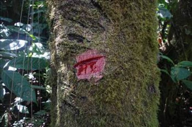 Ağaçtan süzülen kanlı sıvı ise binbir derdin devası olarak görülüyor. Öyle ki bir damlası 3 tam elmadan daha fazla antioksidan içermesi ile biliniyor.